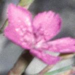 pmaidenflopink