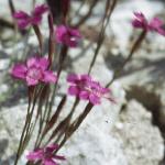 pmaidenflos1pink