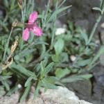 pmaidenfol1pink