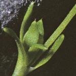pmossyfol3pearlwort