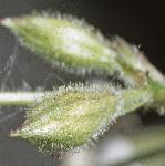 pnottinghamflo1budccatchfly
