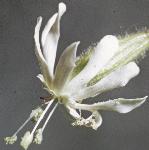 pnottinghamflo1catchfly