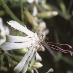 pnottinghamflo2catchfly