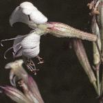 pnottinghamflo3catchfly