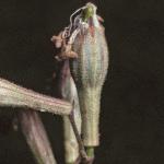 pnottinghamfru1catchfly