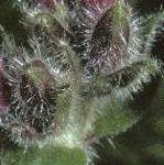 predflobudccampion