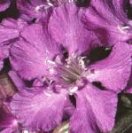 predflo1catchfly