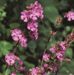 predflos1catchfly