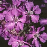 predflos2catchfly