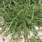 predfol1catchfly