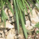 predfol2catchfly