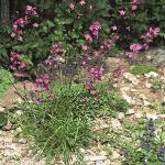 predforcatchfly