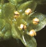 pruptureflo2wort