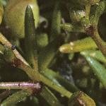 pseafol2pearlwort