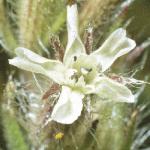 psmallflo2floweredcatchfly