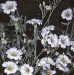 psnowflosinsummer