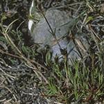 pspringforsandwort