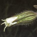 pwhiteflobudocampion