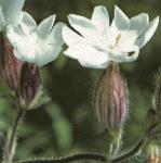 pwhiteflo1campion
