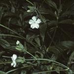 pwhitefol1campion