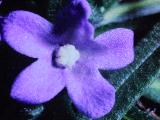 aPICT00323indexanchusacaespitosaatwisleyapr69foord