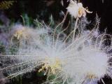 aPICT00447indexanemonepulsatillajun70foord