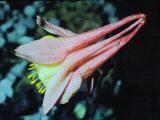 aPICT00515indexaquilegiacanadensisjun71foord