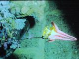 aPICT00516indexaquilegiacanadensisjun71foord