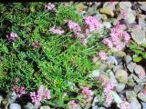 aPICT00611indexasperulalilacifloracaespitosa0791foord
