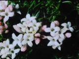 aPICT00614indexasperulanitidajun70foord