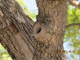rIMG6417indextree74frompestanamirimarinfunchalgarnonswilliams