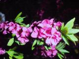 rrcPICT01456indexdaphnemesereum0486foord