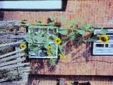 rrcPICT02657indexhelianthusannuus91982giantsunflowerfoord