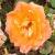 rosafryessexwildfireflomidcgarnonswilliams1a