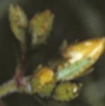 phairyflobudcsaintjohnswort