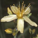 phairyflosaintjohnswort