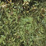 phairyforsaintjohnswort