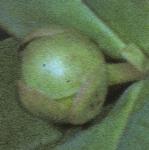 proseflobudcofsharon