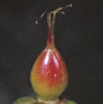 ptutsanfru2