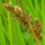 pgreaterflofoxsedge