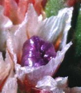 rocksealavenderseedpod1