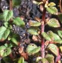 basilffolthyme