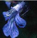 buglefflo2