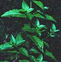 bushyffolmint