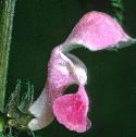 commonfflohempnettle