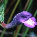 commonffloskullcap