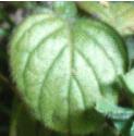 commonffolcalamint