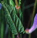 commonffolskullcap