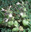 commonfforcalamint