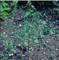 commonfforhempnettle